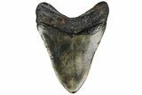 Fossil Megalodon Tooth - Polished Blade #165057-1